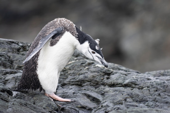 HDS28-25, Day 13, _DSC6556 © Hana Spickova - Oceanwide Expeditions.jpg