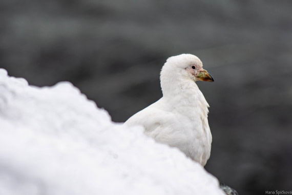 HDS28-25, Day 13, _DSC6588 © Hana Spickova - Oceanwide Expeditions.jpg