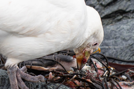HDS28-25, Day 13, _DSC6595 © Hana Spickova - Oceanwide Expeditions.jpg