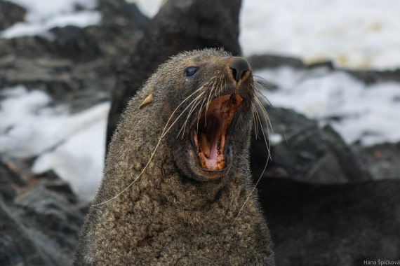 HDS28-25, Day 13, _DSC6630 © Hana Spickova - Oceanwide Expeditions.jpg