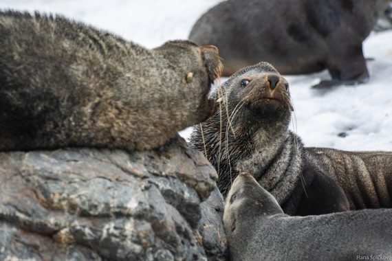HDS28-25, Day 13, _DSC6632 © Hana Spickova - Oceanwide Expeditions.jpg
