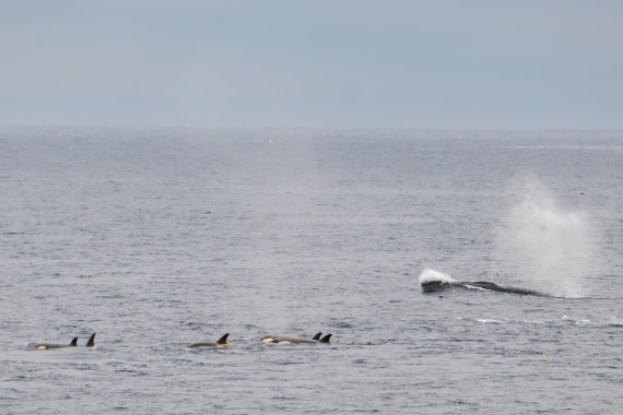 HDS28-25, Day 13, Ross orca and fin whales (2) © Ross Wheeler - Oceanwide Expeditions.jpg