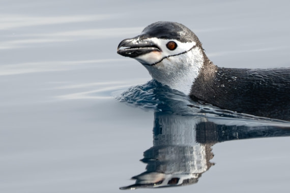 HDS28-25, Day 15, Ross Chinstrap at cierva © Ross Wheeler - Oceanwide Expeditions.jpeg