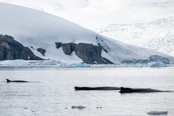 HDS28-25, Day 15, Ross Cierva-1 © Ross Wheeler - Oceanwide Expeditions.jpg