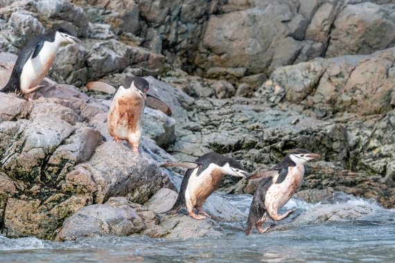 HDS28-25, Day 15, Ross Cierva-2 © Ross Wheeler - Oceanwide Expeditions.jpg