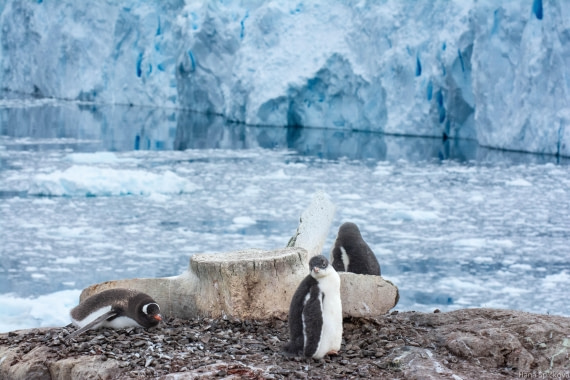 HDS28-25, Day 16, _DSC6704 © Hana Spickova - Oceanwide Expeditions.jpg