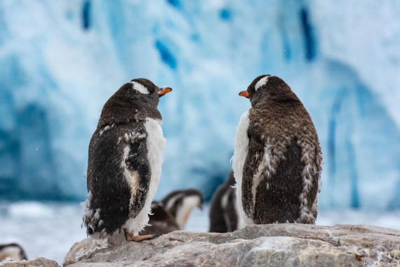 HDS28-25, Day 16, _DSC6729 © Hana Spickova - Oceanwide Expeditions.jpg
