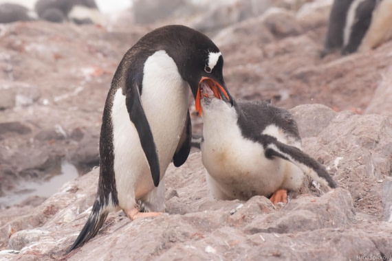 HDS28-25, Day 16, _DSC6769 © Hana Spickova - Oceanwide Expeditions.jpg