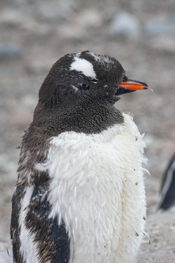 HDS28-25, Day 16, _DSC6781 © Hana Spickova - Oceanwide Expeditions.jpg
