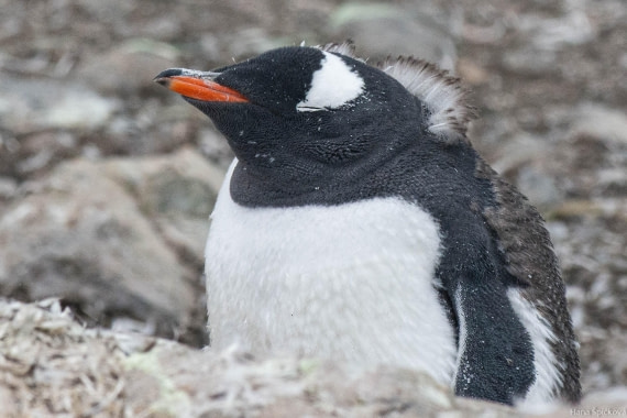 HDS28-25, Day 16, _DSC6782 © Hana Spickova - Oceanwide Expeditions.jpg
