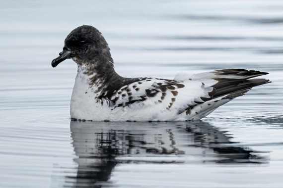 HDS28-25, Day 16, Ross cape petrel neko © Ross Wheeler - Oceanwide Expeditions.jpeg