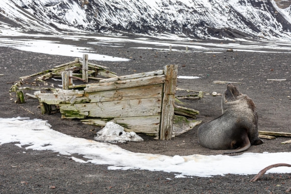 HDS28-25, Day 17, _DSC0226 © Unknown photographer - Oceanwide Expeditions.jpg