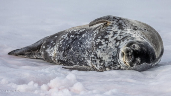 PLA29-25, Day 4, Picture11 © Martin Anstee - Oceanwide Expeditions.jpg