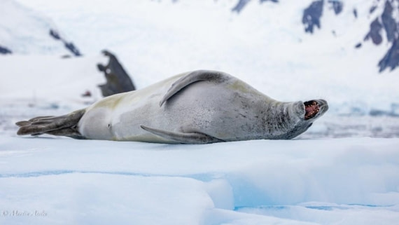 PLA29-25, Day 7, Picture21 © Martin Anstee - Oceanwide Expeditions.jpg