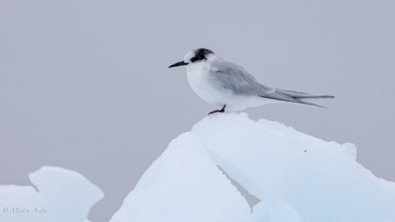 PLA29-25, Day 7, Picture22 © Martin Anstee - Oceanwide Expeditions.jpg