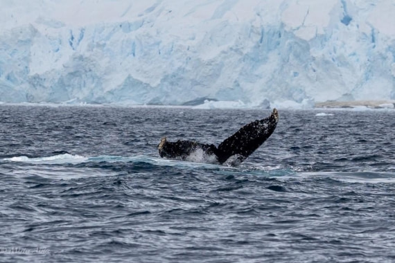 PLA29-25, Day 9, Picture29 © Martin Anstee - Oceanwide Expeditions.jpg