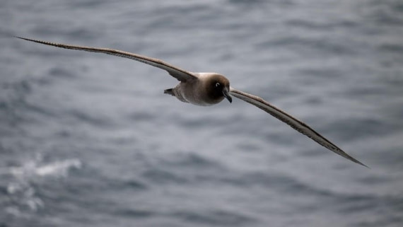 PLA29-25, Day 11, Picture39 © Unknown photographer - Oceanwide Expeditions.jpg