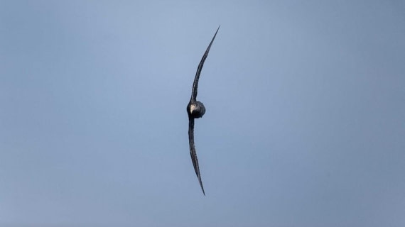 PLA29-25, Day 12, Picture41 © Unknown photographer - Oceanwide Expeditions.jpg