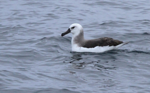 PLA30-25, Day 3, IMG_7454 © Unknown photographer - Oceanwide Expeditions.JPG