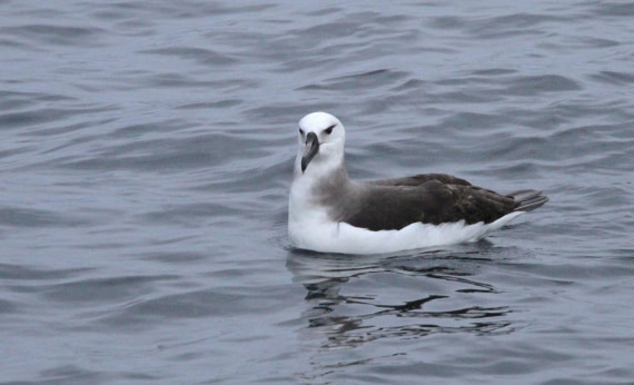 PLA30-25, Day 3, IMG_7462 © Unknown photographer - Oceanwide Expeditions.JPG