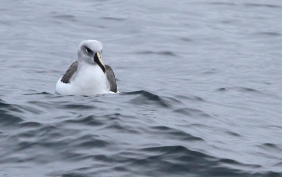 PLA30-25, Day 3, IMG_7472 © Unknown photographer - Oceanwide Expeditions.JPG