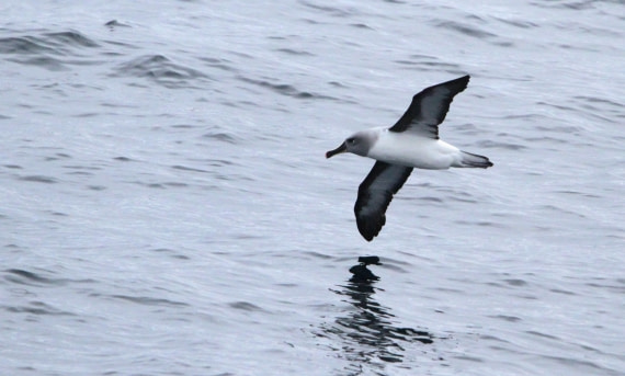 PLA30-25, Day 3, IMG_7522 © Unknown photographer - Oceanwide Expeditions.JPG