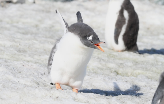 PLA30-25, Day 4, IMG_8299 © Unknown photographer - Oceanwide Expeditions.JPG