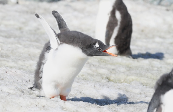 PLA30-25, Day 4, IMG_8302 © Unknown photographer - Oceanwide Expeditions.JPG