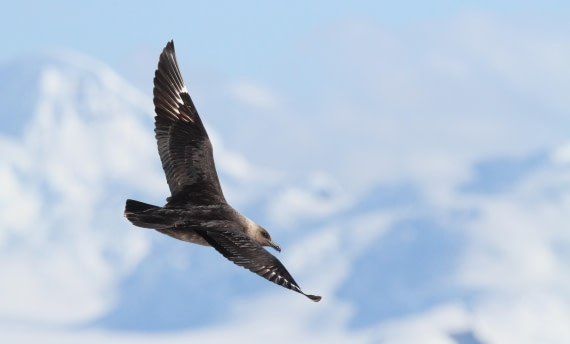 PLA30-25, Day 4, IMG_8387 © Unknown photographer - Oceanwide Expeditions.JPG