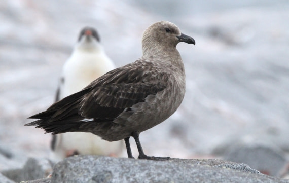 PLA30-25, Day 6, IMG_8631 © Unknown photographer - Oceanwide Expeditions.JPG