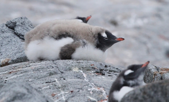PLA30-25, Day 6, IMG_8749 © Unknown photographer - Oceanwide Expeditions.JPG