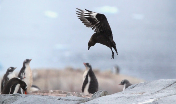 PLA30-25, Day 6, IMG_8766 © Unknown photographer - Oceanwide Expeditions.JPG