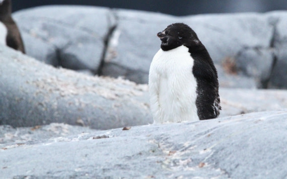 PLA30-25, Day 6, IMG_8781 © Unknown photographer - Oceanwide Expeditions.JPG