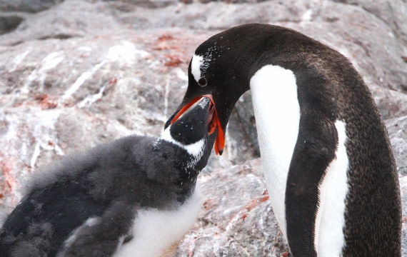 PLA30-25, Day 6, IMG_8784 © Unknown photographer - Oceanwide Expeditions.JPG