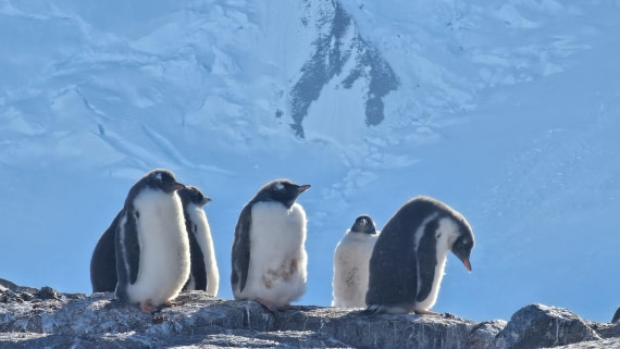 PLA30-25, Day 7, 20250303_163618 © Unknown photographer - Oceanwide Expeditions.jpg
