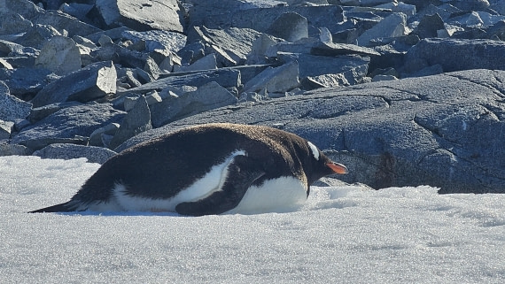PLA30-25, Day 7, 20250303_163736 © Unknown photographer - Oceanwide Expeditions.jpg
