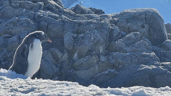 PLA30-25, Day 7, 20250303_163939 © Unknown photographer - Oceanwide Expeditions.jpg