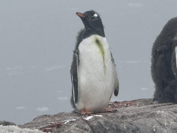 PLA30-25, Day 8, IMG_7698 © Unknown photographer - Oceanwide Expeditions.jpg