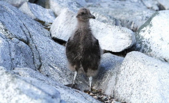 PLA30-25, Day 10, IMG_8835 © Unknown photographer - Oceanwide Expeditions.JPG