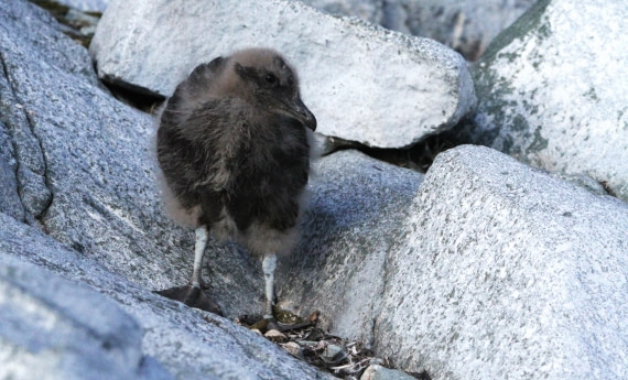 PLA30-25, Day 10, IMG_8849 © Unknown photographer - Oceanwide Expeditions.JPG