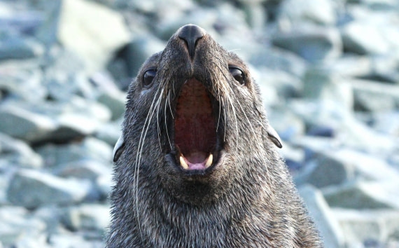 PLA30-25, Day 10, IMG_8910 © Unknown photographer - Oceanwide Expeditions.JPG