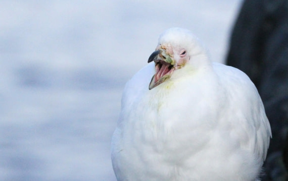 PLA30-25, Day 10, IMG_8924 © Unknown photographer - Oceanwide Expeditions.JPG