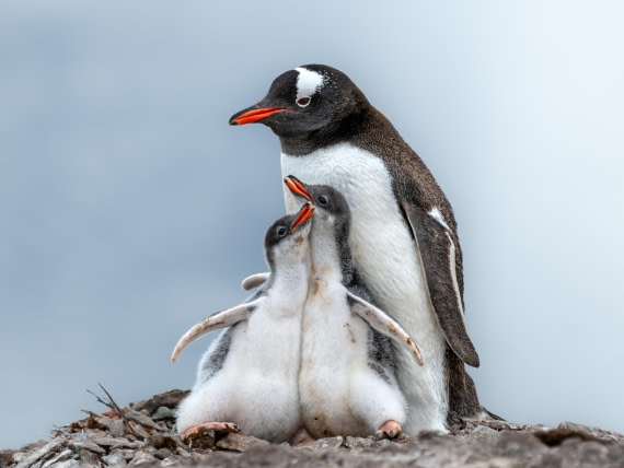 Gentoo at danco2-2 © Ross Wheeler - Oceanwide Expeditions.jpg