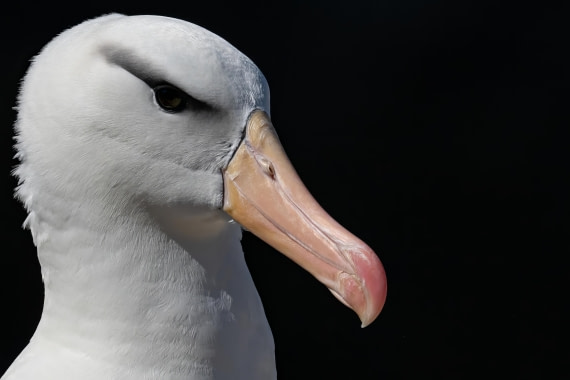 Black Browed 3 © Ross Wheeler - Oceanwide Expeditions.jpeg