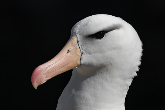 black browed 2 © Ross Wheeler - Oceanwide Expeditions.jpeg