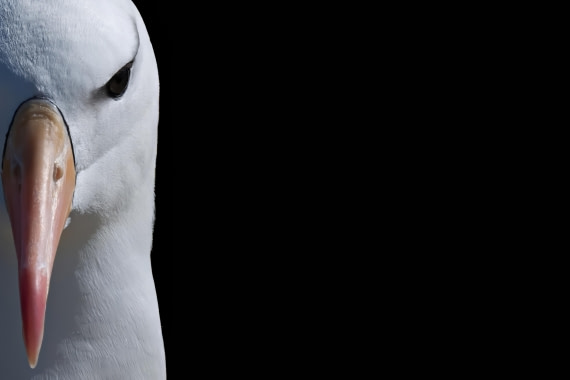 Black Browed 5 © Ross Wheeler - Oceanwide Expeditions.jpeg