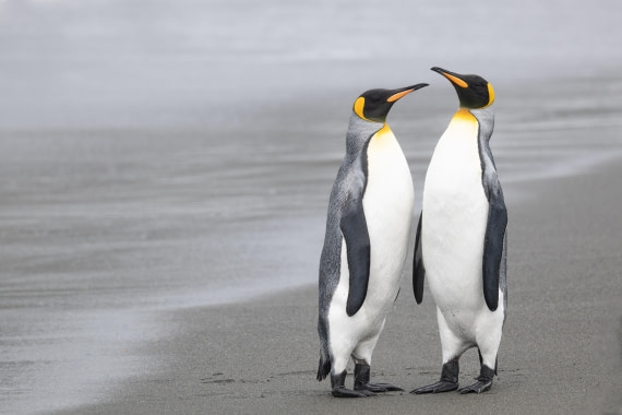 Gold Harbour Penguins-1 © Ross Wheeler - Oceanwide Expeditions.jpg