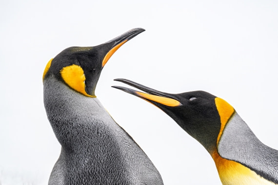 Kings © Ross Wheeler - Oceanwide Expeditions.jpeg