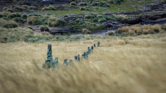 HDS29-25, Day 3, RLO_1992 © Alexander Romanovskiy - Oceanwide Expeditions.jpg