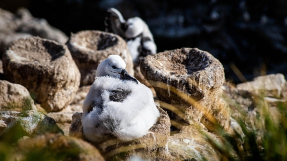 HDS29-25, Day 3, RLO_2010 © Alexander Romanovskiy - Oceanwide Expeditions.jpg